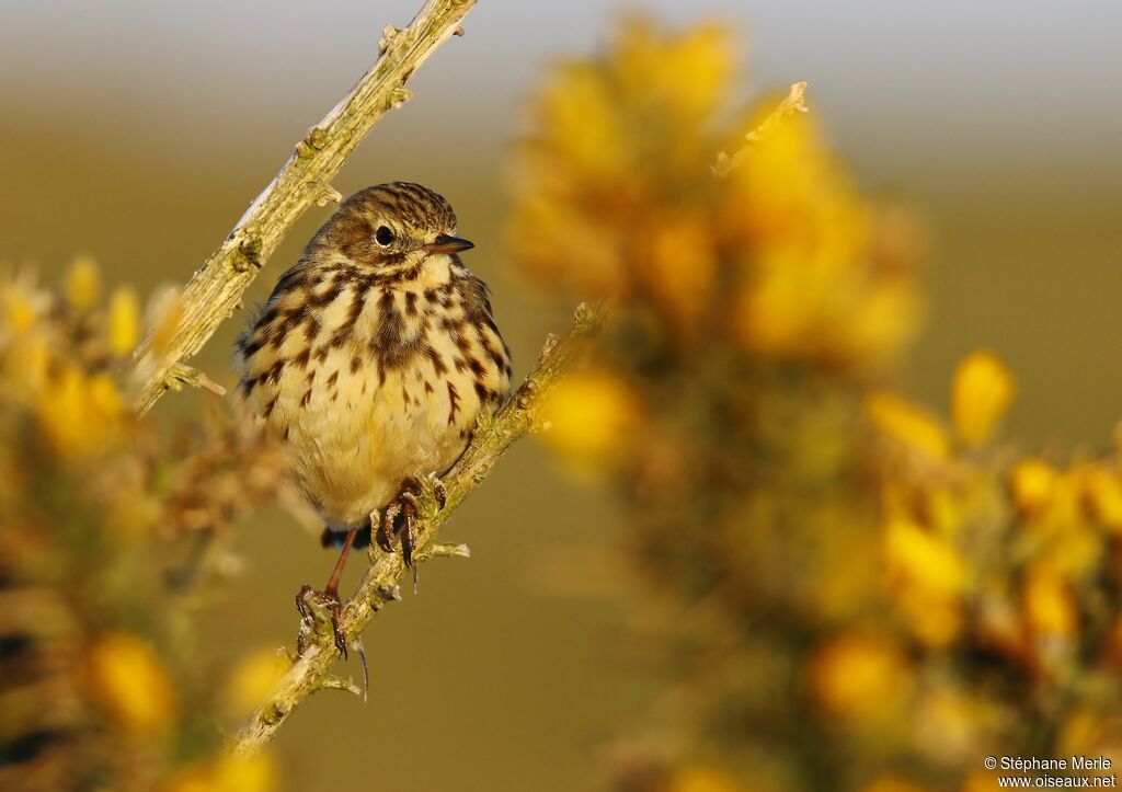 Pipit farlouseadulte