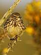 Pipit farlouse