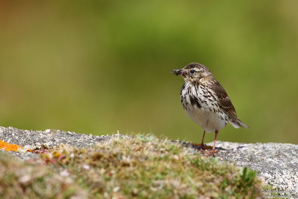 Pipit farlouseadulte nuptial