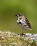 Pipit farlouse