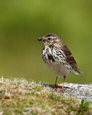 Pipit farlouse