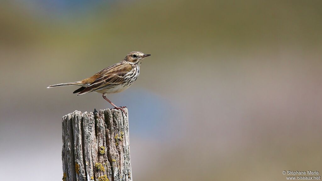 Pipit farlouse