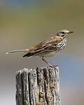 Pipit farlouse