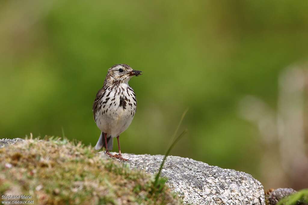 Meadow Pipitadult breeding, close-up portrait, feeding habits, Reproduction-nesting