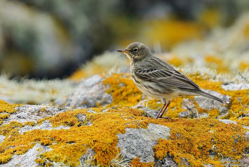 Pipit farlouse