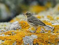 Pipit farlouse