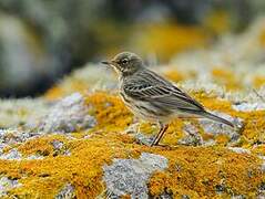 Meadow Pipit