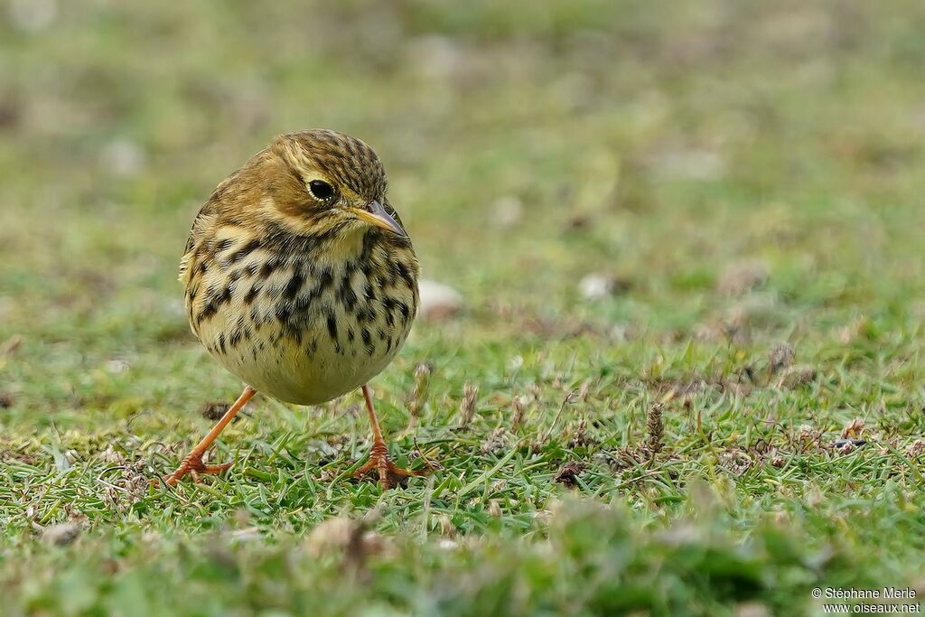 Meadow Pipit