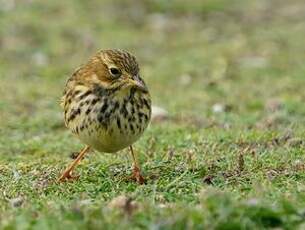 Pipit farlouse