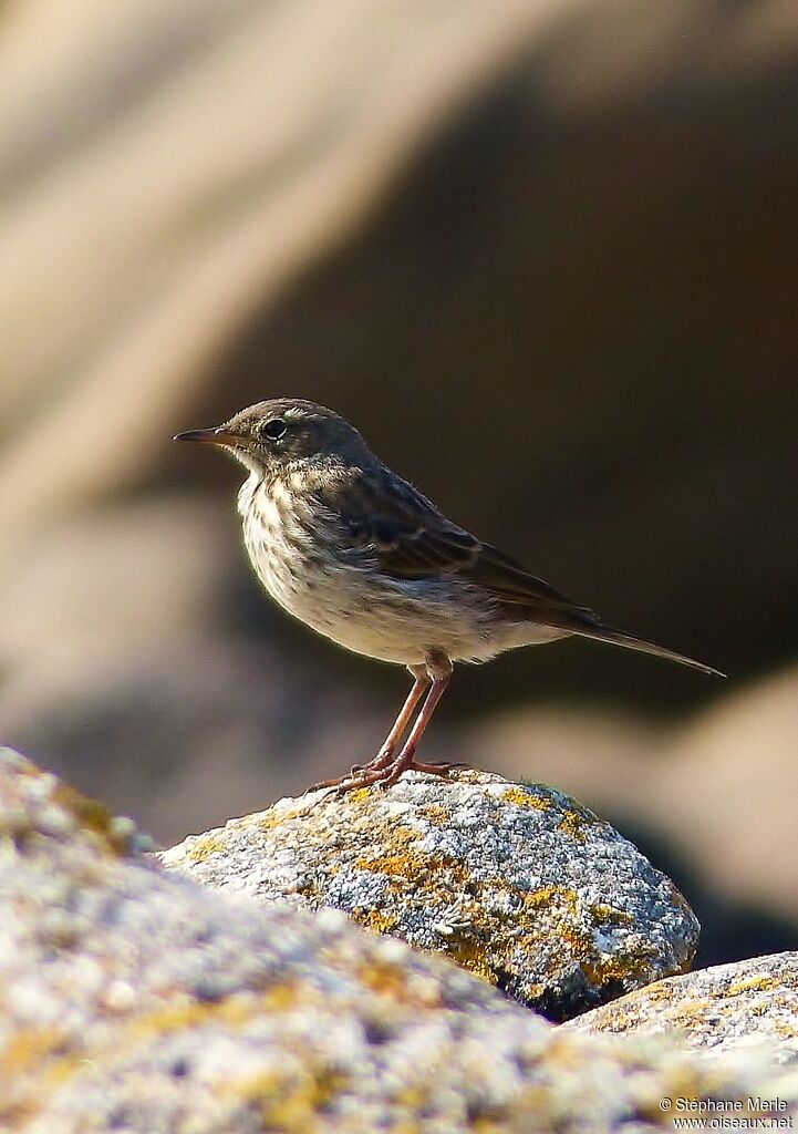 European Rock Pipitadult