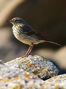 Eurasian Rock Pipit