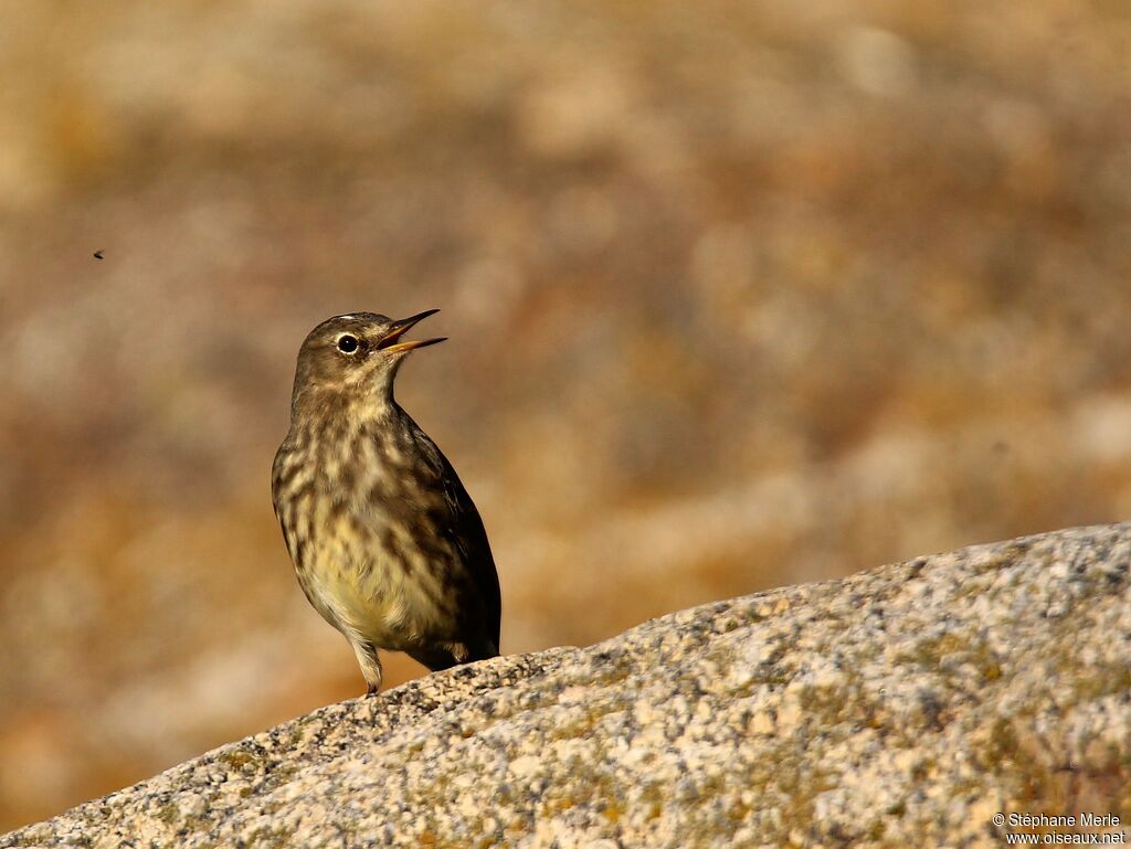 European Rock Pipit