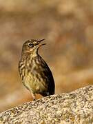 European Rock Pipit