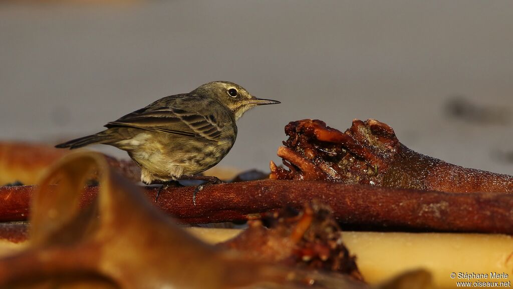 Eurasian Rock Pipit