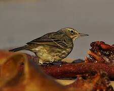 Eurasian Rock Pipit