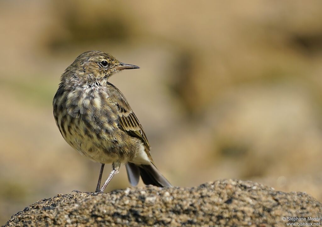 European Rock Pipit