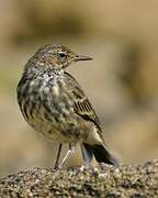 Eurasian Rock Pipit