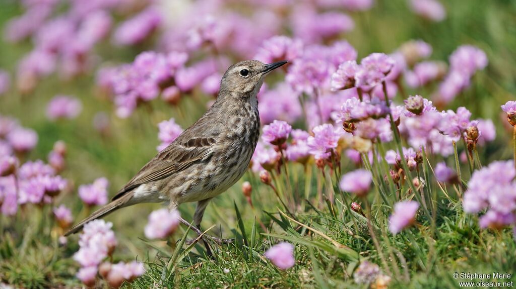 Eurasian Rock Pipit