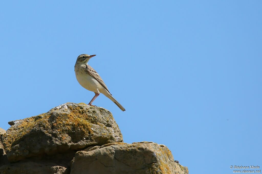 Pipit rousseline