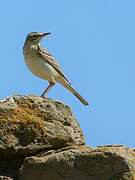 Pipit rousseline