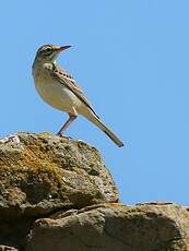 Pipit rousseline