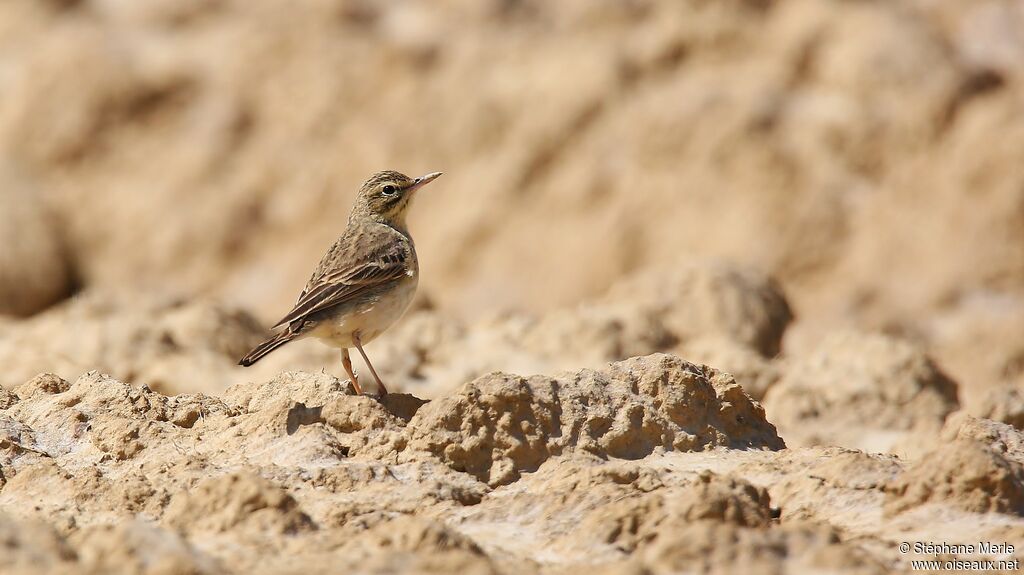 Pipit rousseline