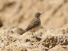 Pipit rousseline