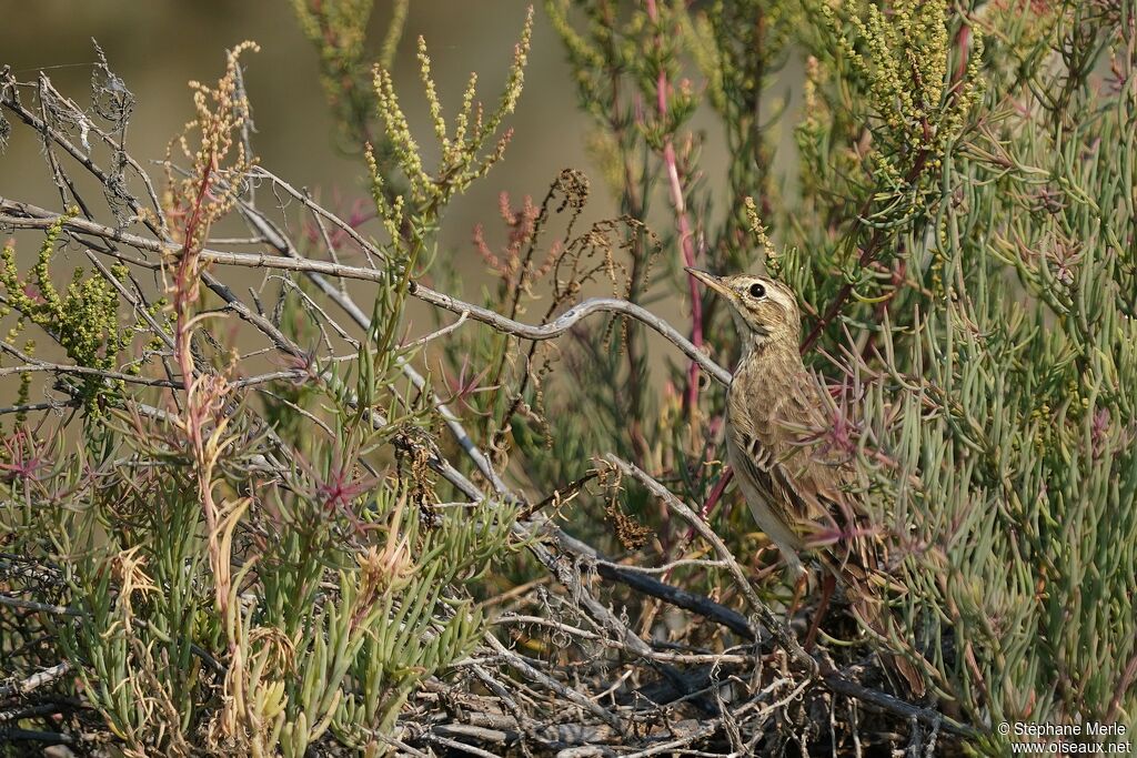 Paddyfield Pipit