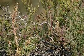 Paddyfield Pipit