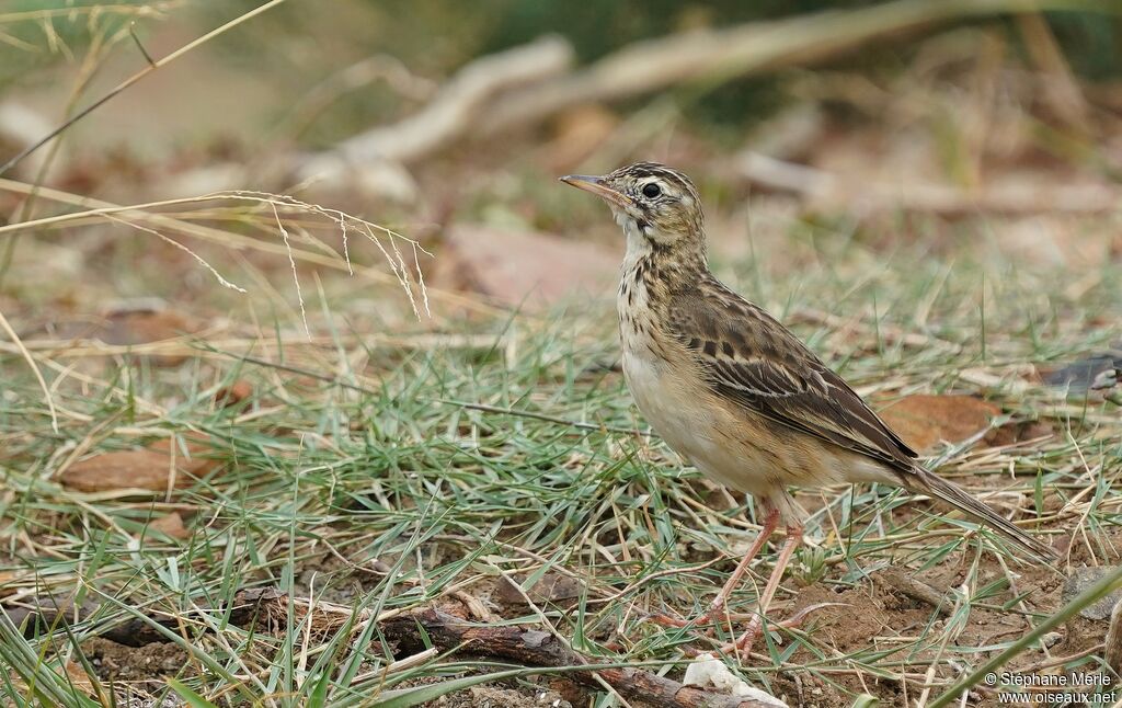 Pipit roussetadulte