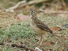 Paddyfield Pipit