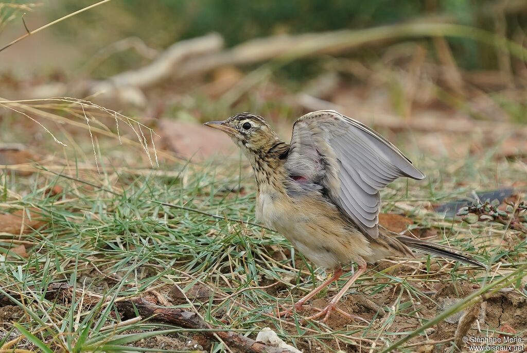 Paddyfield Pipit