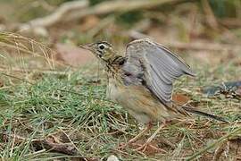 Paddyfield Pipit