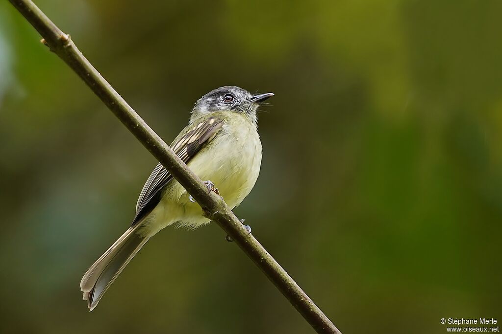 Slaty-capped Flycatcheradult