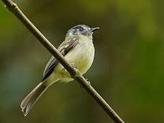 Slaty-capped Flycatcher