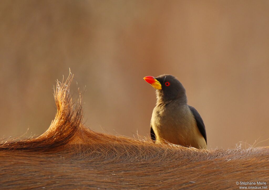 Yellow-billed Oxpeckeradult