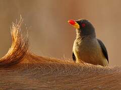 Yellow-billed Oxpecker