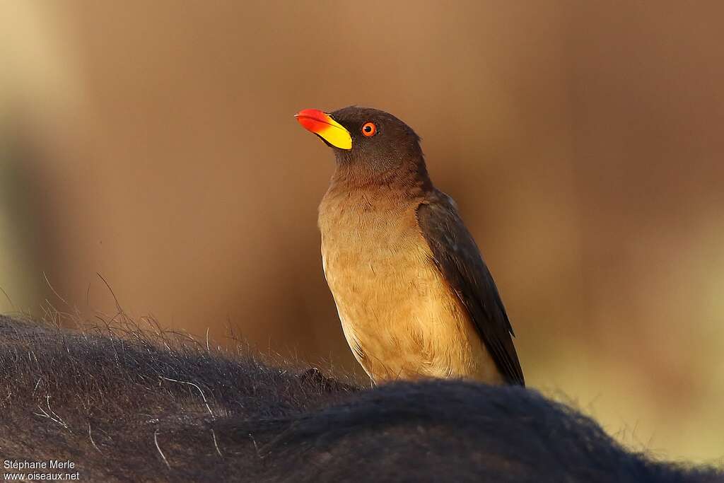 Yellow-billed Oxpeckeradult, identification