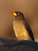 Yellow-billed Oxpecker