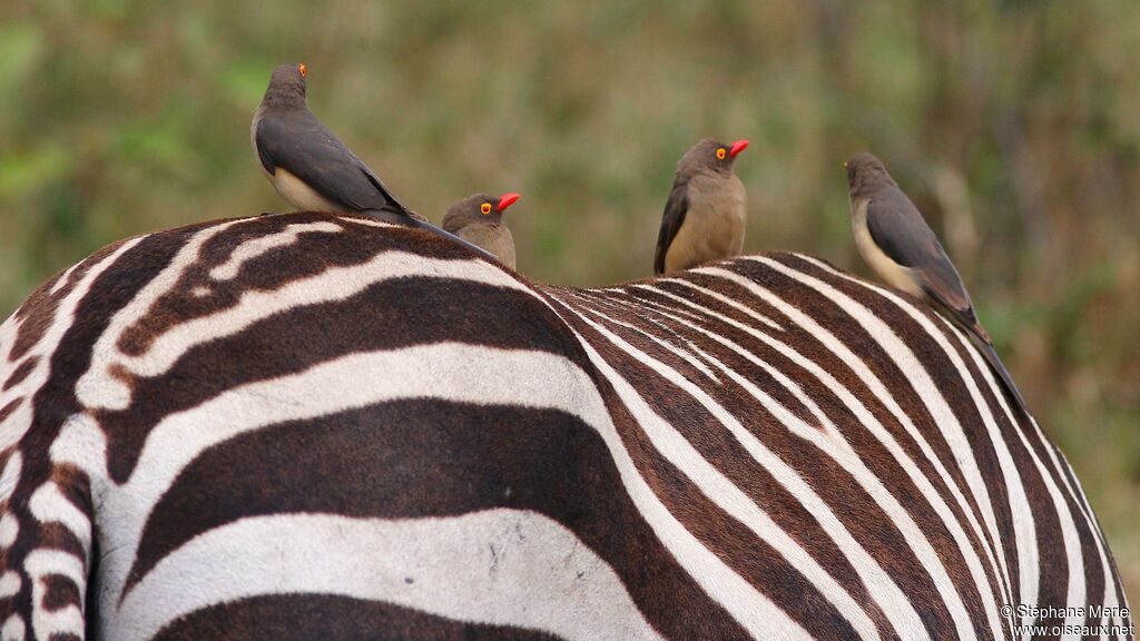 Red-billed Oxpeckeradult