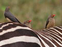 Red-billed Oxpecker