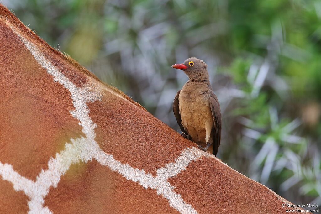 Red-billed Oxpeckeradult