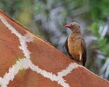 Red-billed Oxpecker