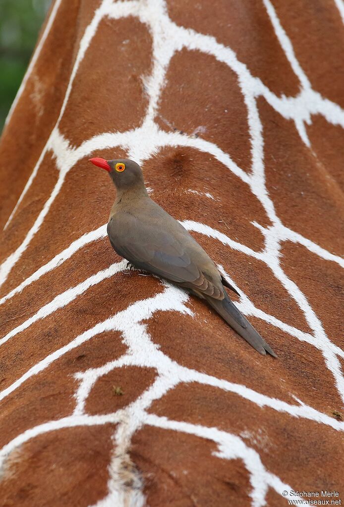 Red-billed Oxpeckeradult