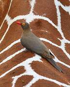 Red-billed Oxpecker