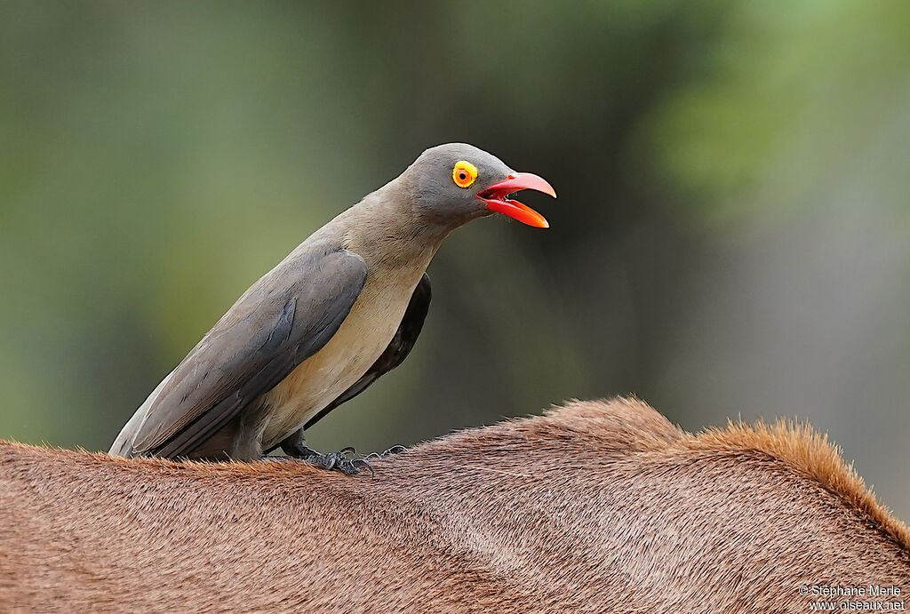 Red-billed Oxpeckeradult