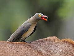 Red-billed Oxpecker