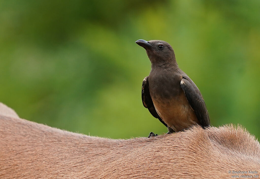 Red-billed Oxpeckerjuvenile