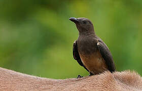 Red-billed Oxpecker