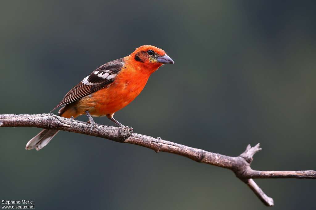 Flame-colored Tanager male, adult, pigmentation